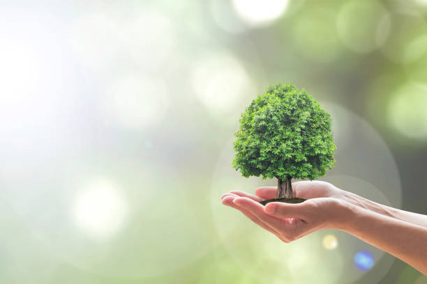 istock Sustainable environment, saving environmental ecosystem of forest, and go green concept with tree planting on volunteer's hands 953674566