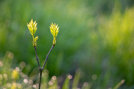 Detail of branch with two young green leaves on blurred background - spring motive with copy space for your text. Vertical version in my portfolio too.