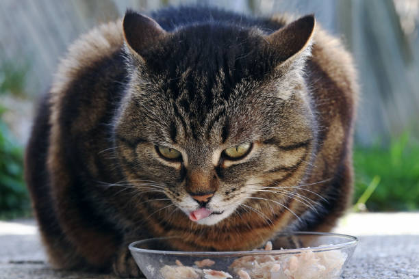 istock A cat is happy about its food. A cat licks her mouth with her tongue 953677458