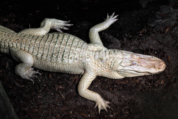 istock Close up albino alligator resting on dirt 953685500