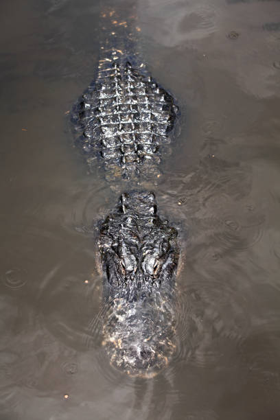 istock Close up alligator floating on water 953685554