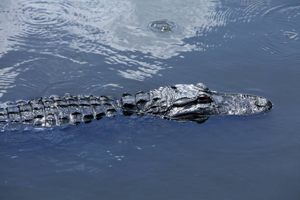 istock Close up alligator floating on water 953685616
