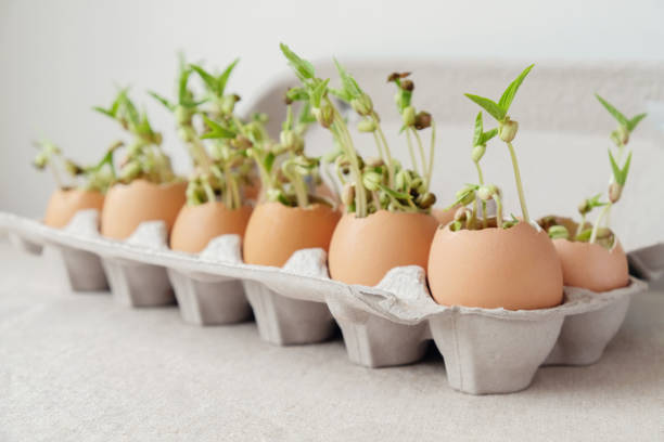 istock seedling plants in eggshells, eco gardening,  montessori, education concept, reuse 953686060