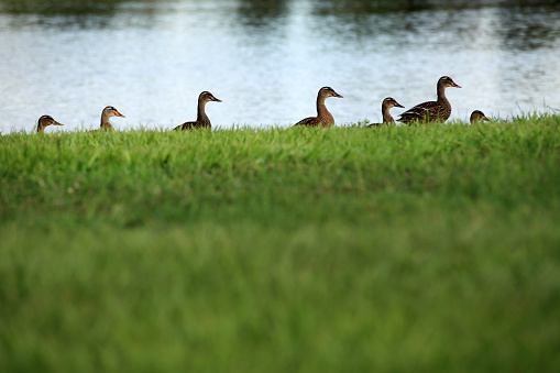 Group of ducks on green grass by lake in Sarasota, Florida, USA