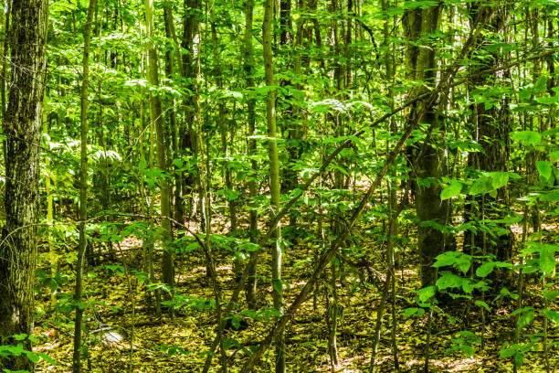 View on a green forest at summer