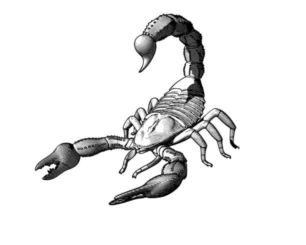 Engraving drawing scorpion illustration Scorpion engraving drawin in monochrome isolated on white background venom symbol stock illustrations