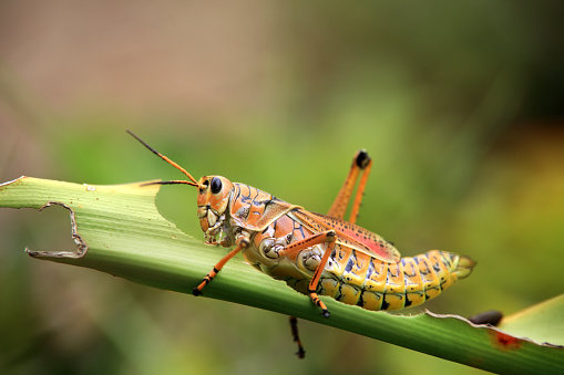 Close up shot of orange grasshopper on green leaf in Sarasota, Florida