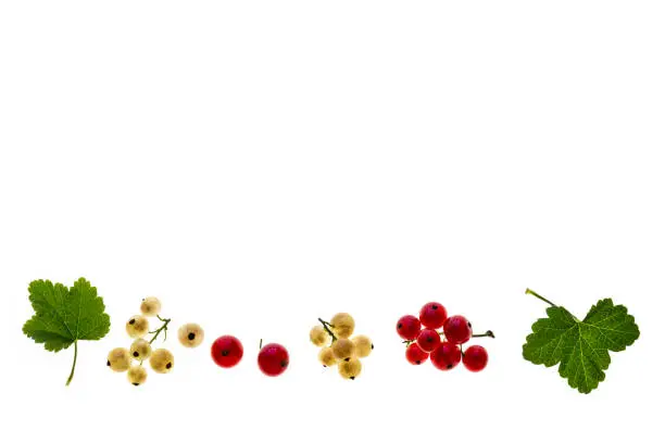 redcurrant and whitecurrant berries with leaves isolated on white background with copy space