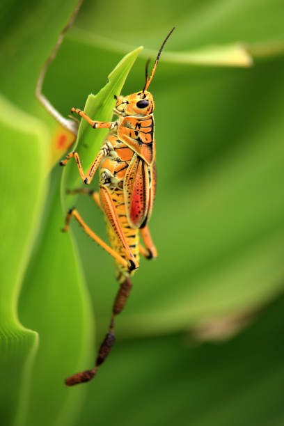 istock Close up shot of single grasshopper on green leaf 953687066