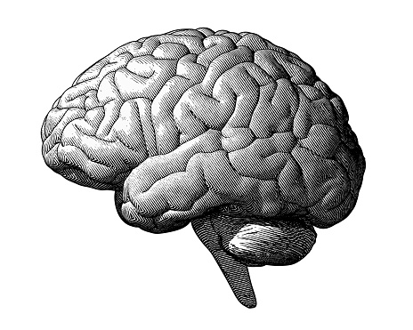 Monochrome engraving brain illustration in side view isolated on white background