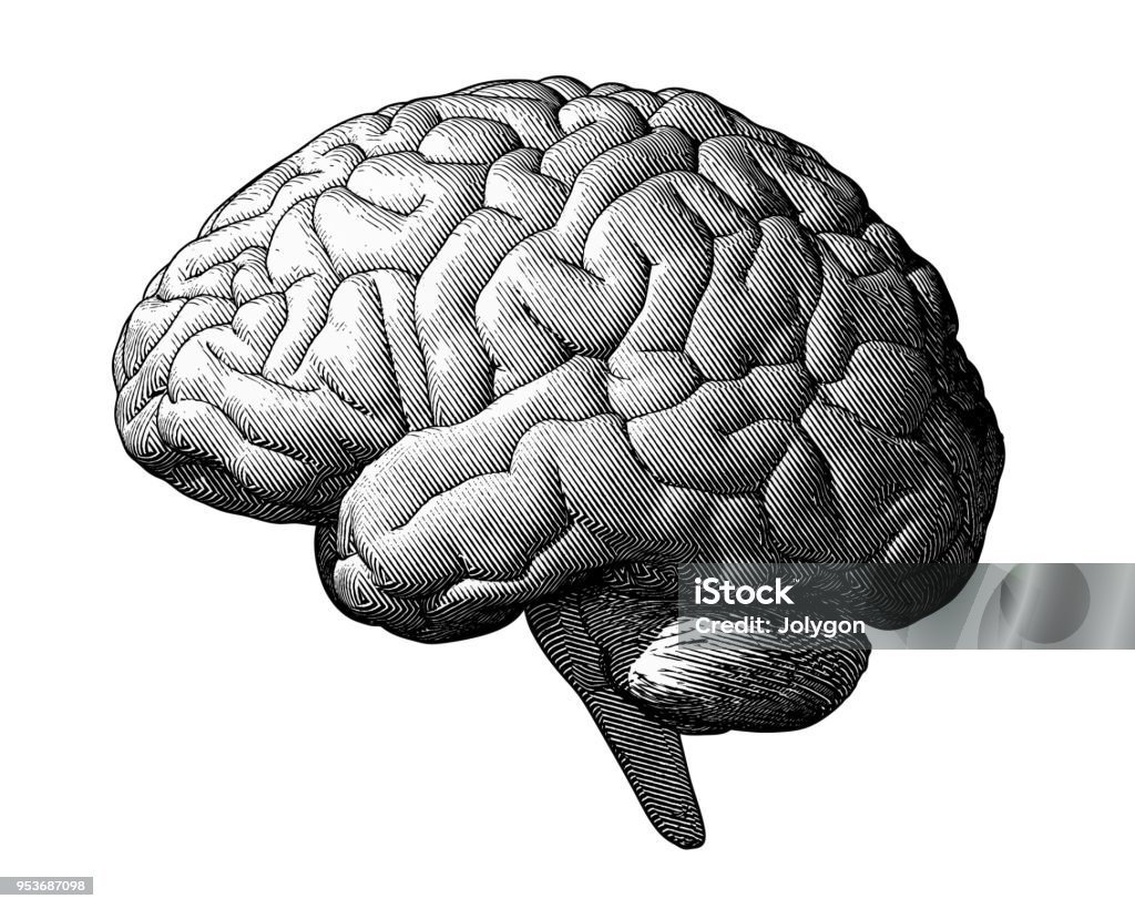 Monochrome drawing brain vintage style Monochrome engraving brain illustration in side view isolated on white background Human Brain stock vector