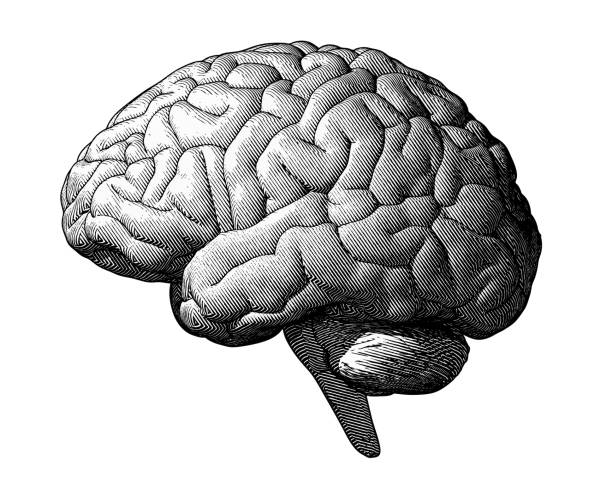 Monochrome drawing brain vintage style Monochrome engraving brain illustration in side view isolated on white background engraved image illustrations stock illustrations