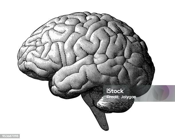 Monochrome Drawing Brain Vintage Style Stock Illustration - Download Image Now - Human Brain, Retro Style, Illustration