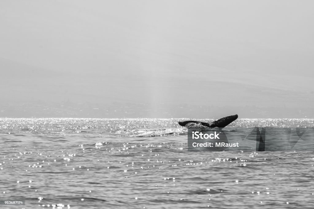 Baleines à Hawaï - Photo de Baleine à bosse libre de droits