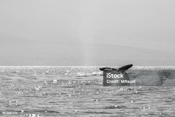 Photo libre de droit de Baleines À Hawaï banque d'images et plus d'images libres de droit de Baleine à bosse - Baleine à bosse, Évent, Animaux à l'état sauvage