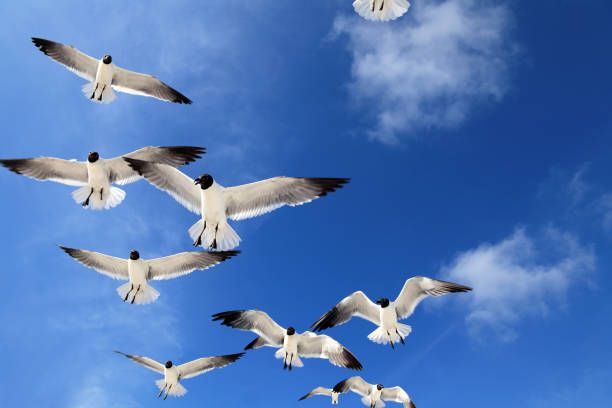 istock Close up flock of seagulls over blue clear sky 953687208