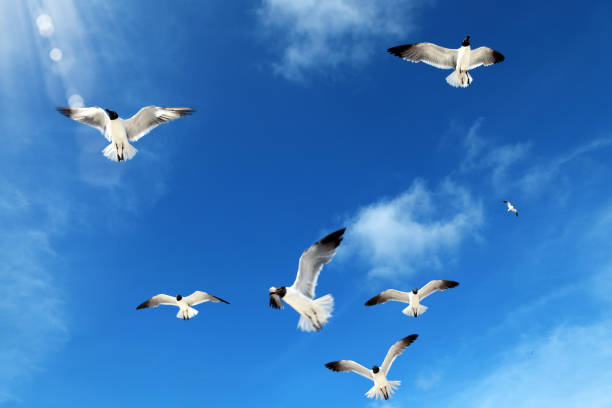 istock Close up flock of seagulls over blue clear sky 953687316