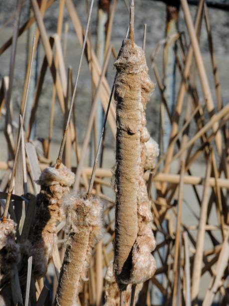 Brown cattails with fluffy seeds in winter, macro close-up detailed view in Indianapolis Indiana White River State Park. Typha genus of monocotyledonous flowering plants in the family Typhaceae with common names of bulrush, reedmace, cattail, punks, corn dog grass, cumbungi or raupō. totora color marrón con semillas suaves en invierno, primer plano macro detalle en indianapolis indiana white river state park. género de plantas monocotiledóneas de la familia typhaceae typha nombres comunes de junco, cucada, totora, punkies, maíz