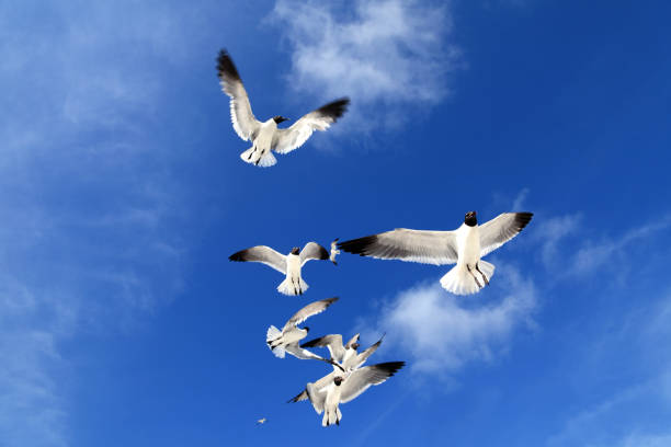 istock Close up flock of seagulls over blue clear sky 953687384