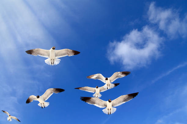 istock Close up flock of seagulls over blue clear sky 953687470