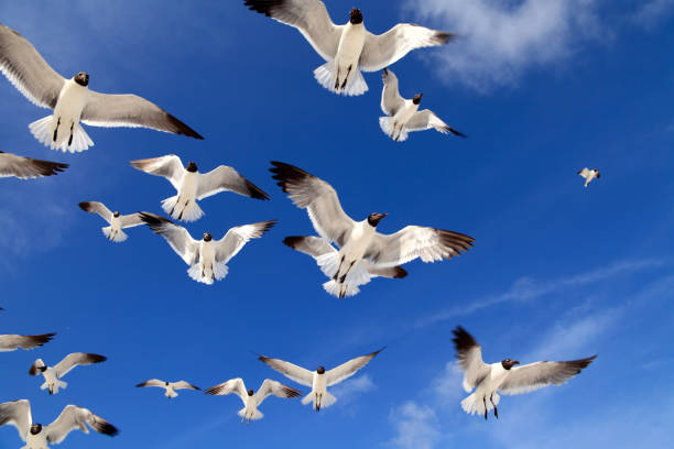 istock Close up flock of seagulls over blue clear sky 953687562
