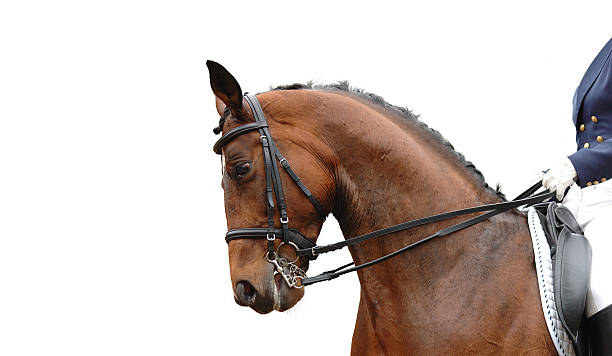 istock rider and horse 95368759