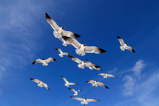 istock Close up flock of seagulls over blue clear sky 953688774