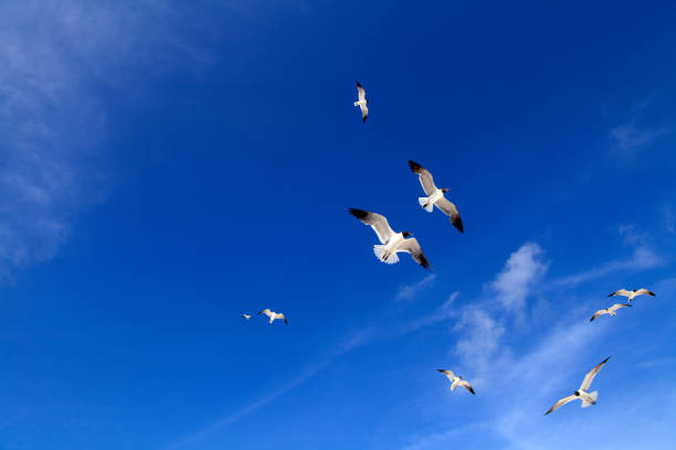istock Flying flock of seagulls over blue clear sky 953689756