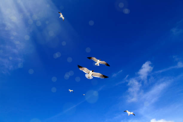 istock Flying flock of seagulls over blue clear sky 953689828