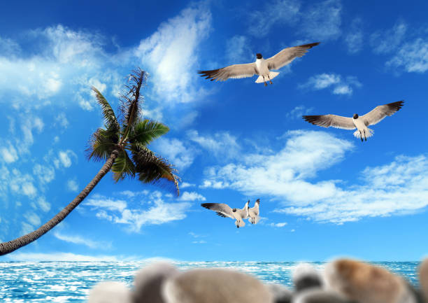 Flying seagulls over blue clear sky