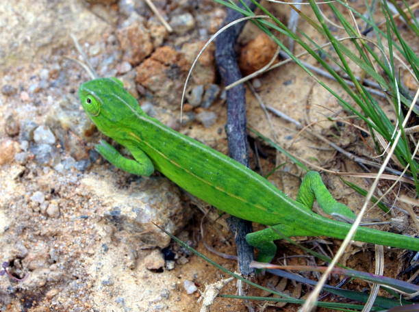 istock Green chameleon (panther one in the undisturbed form) walking on the ground, taken from above 953691238
