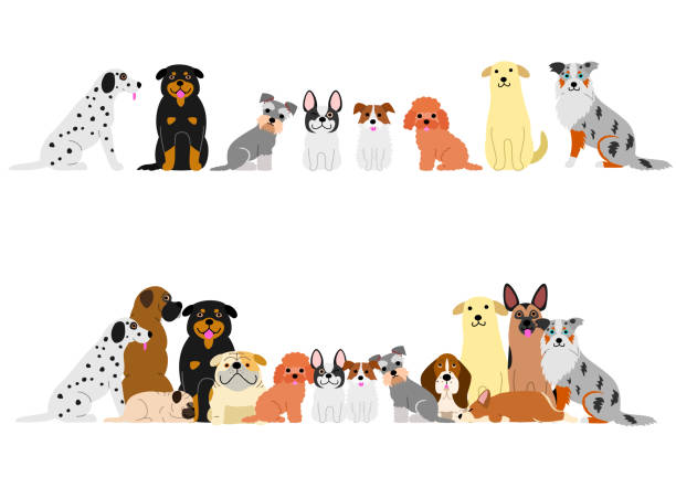 różne psy border set - white background side view dog boxer stock illustrations