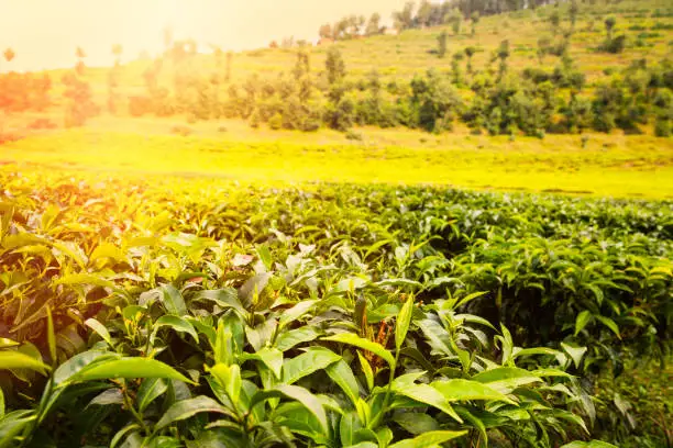 Tea plantation at sunset in Uganda