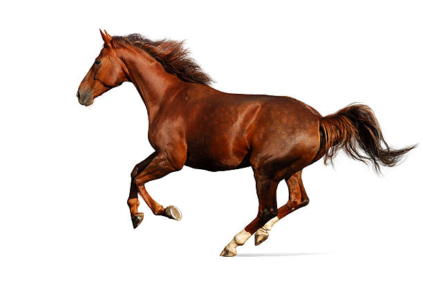 A brown sharp horse galloping  isolated on white gallop animal gait stock pictures, royalty-free photos & images