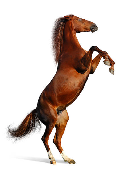 istock brown mare - the Budenny horse 95369571