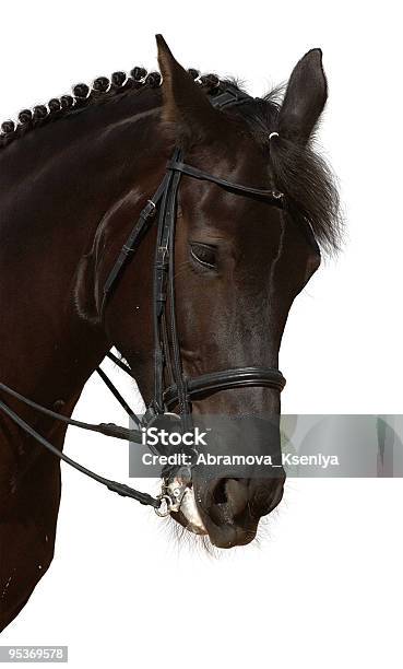 Czarny Koń - zdjęcia stockowe i więcej obrazów Bez ludzi - Bez ludzi, Białe tło, Biały