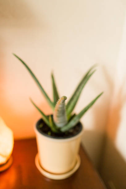 istock Himalayan Salt Lamp & Aloe Vera Plant 953695990