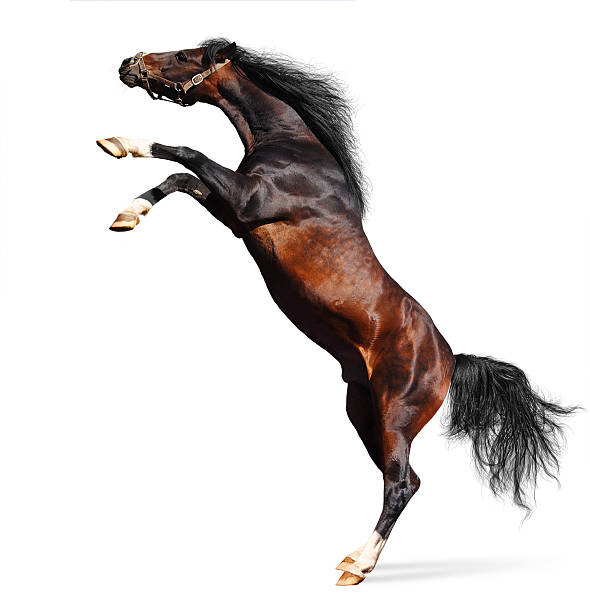 арабский каштан жеребец - livestock horse bay animal стоковые фото и изображения