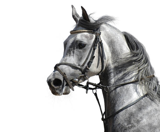 istock portrait of the arabian stallion 95369794