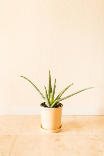 istock Aloe Vera Plant 953698338