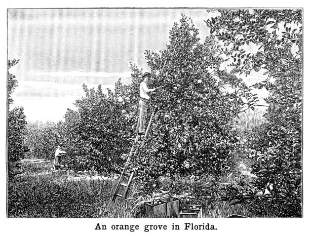 ilustrações de stock, clip art, desenhos animados e ícones de orange grove in florida engraving 1897 - grove