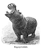 istock Hippopotamus engraving 1897 953698866
