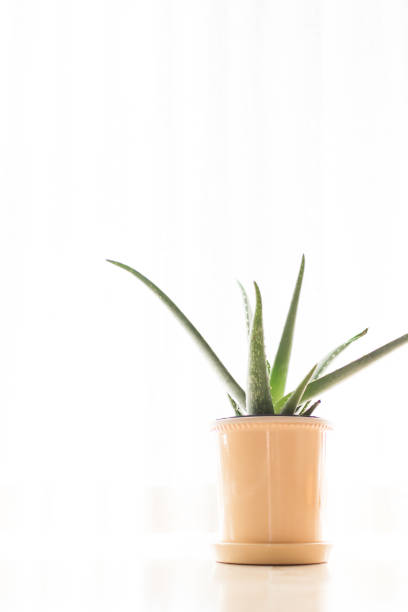 istock Aloe Vera Plant 953699240