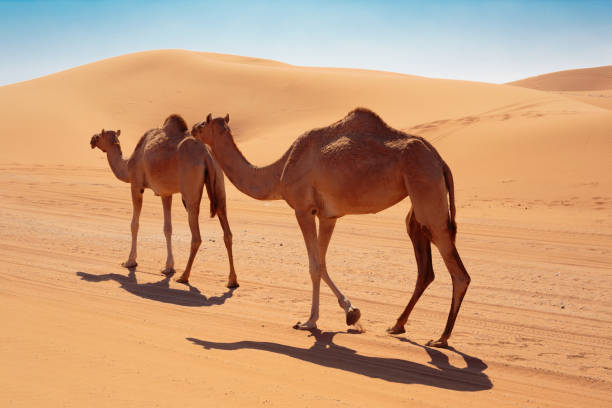 istock camels in the desert 953699768