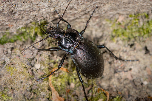 Bronze Carabid (Carabus nemoralis) ground beetle in a forest near Vienna (Austria)
