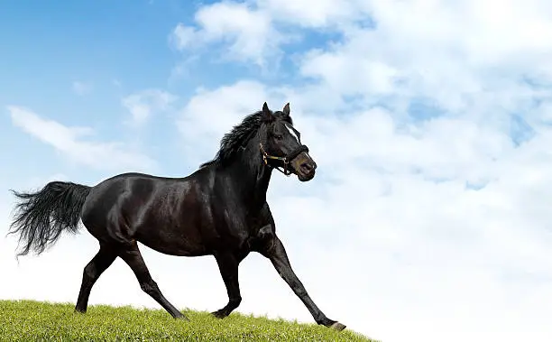 Black mare trotting on a field