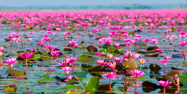 Ban Bua Daeng, Udon Thani Ban Bua Daeng, Udon Thani , picture of beautiful lotus flower field at the red lotus Panorama View. udon thani stock pictures, royalty-free photos & images