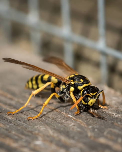 istock A European paper wasp (Polistes dominula) 953702380
