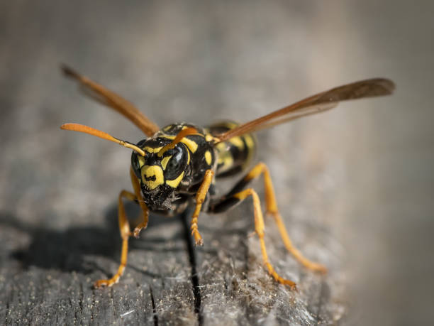 istock A European paper wasp (Polistes dominula) 953703138