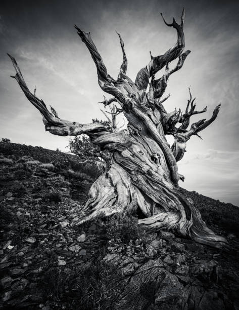 matusalén - el árbol más antiguo de vida cuenca gran pino de bristlecone (pinus longaeva) en el mundo. bosque de pinos de bristlecone en montañas blancas, california del este, estados unidos - bristlecone pine fotografías e imágenes de stock